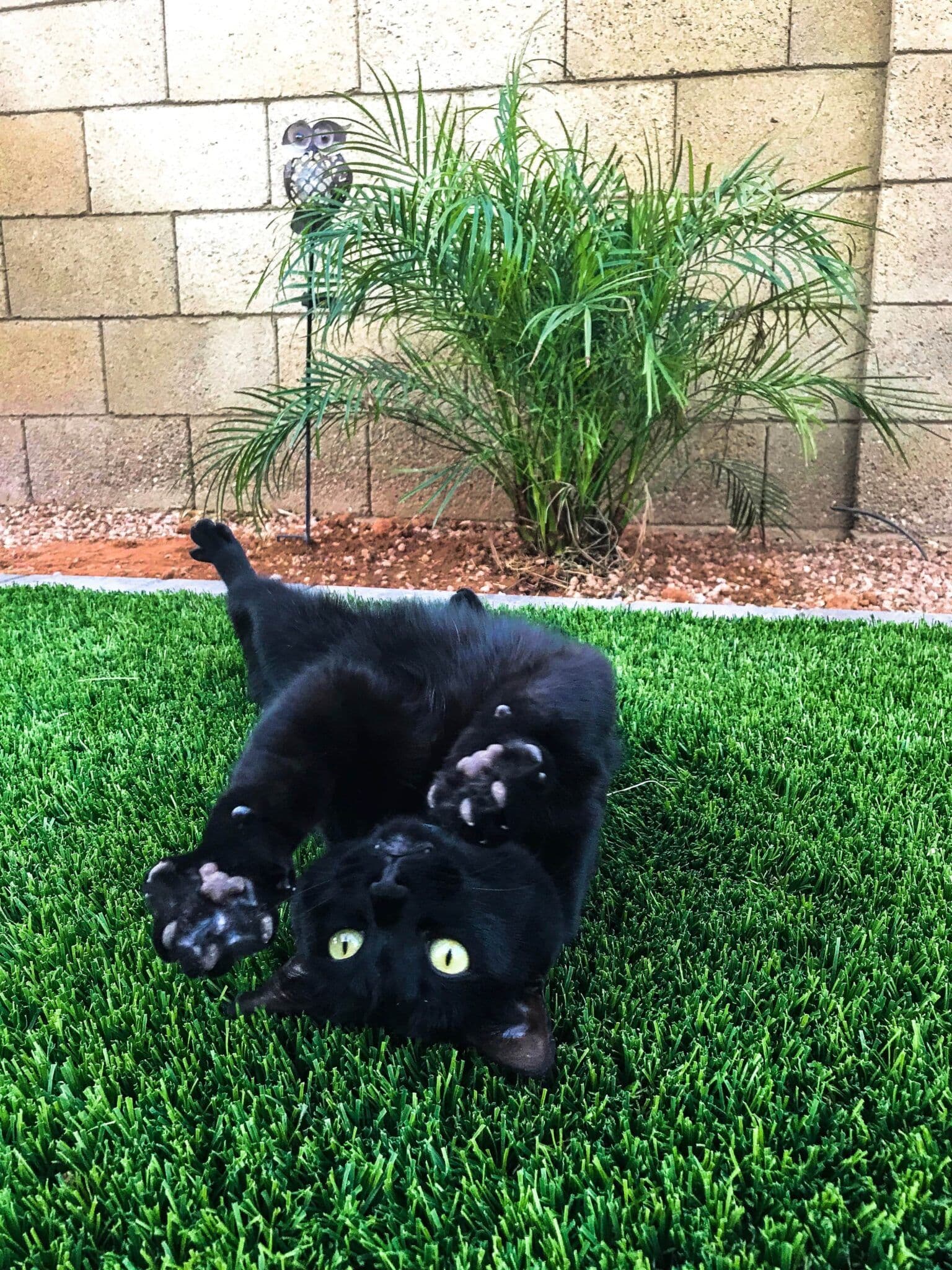 cat-playing-in-the-turf-1536x2048