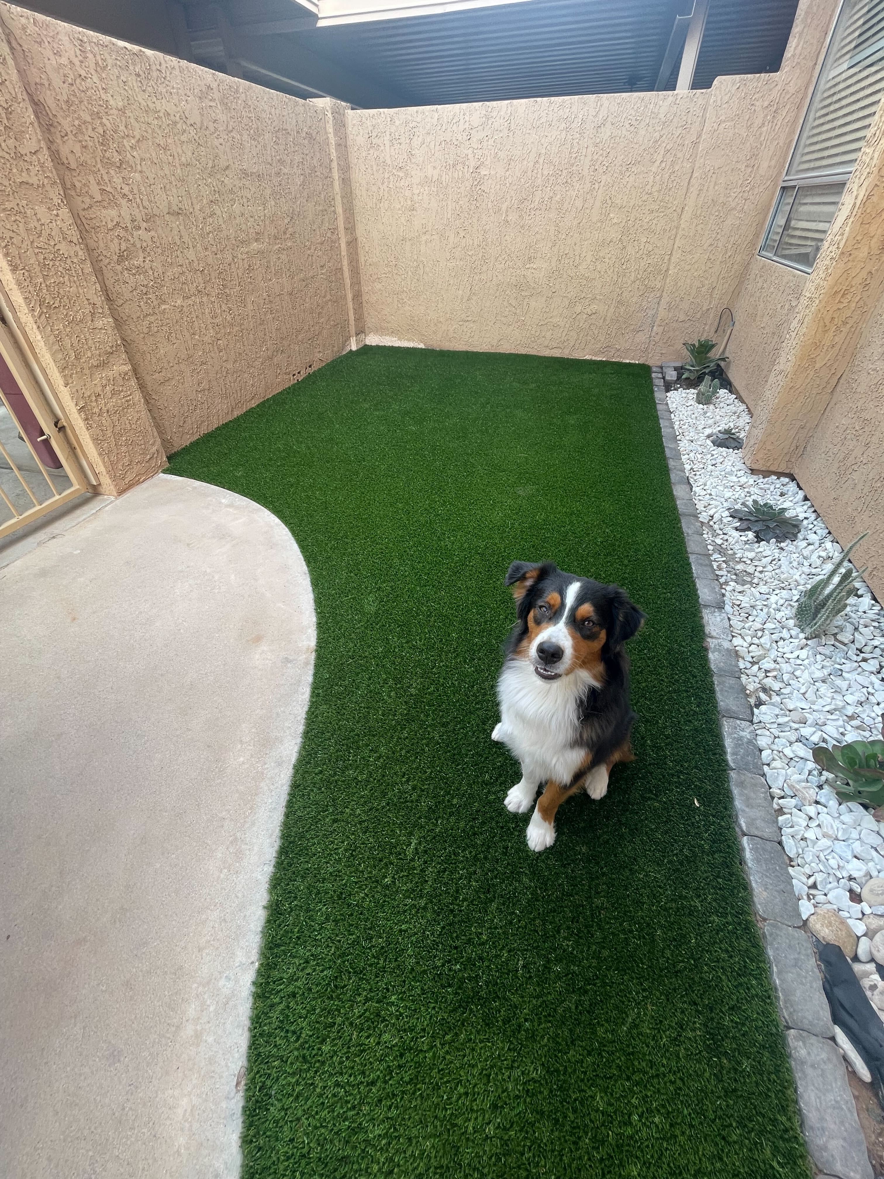 Pet-safe artificial turf backyard Phoenix AZ