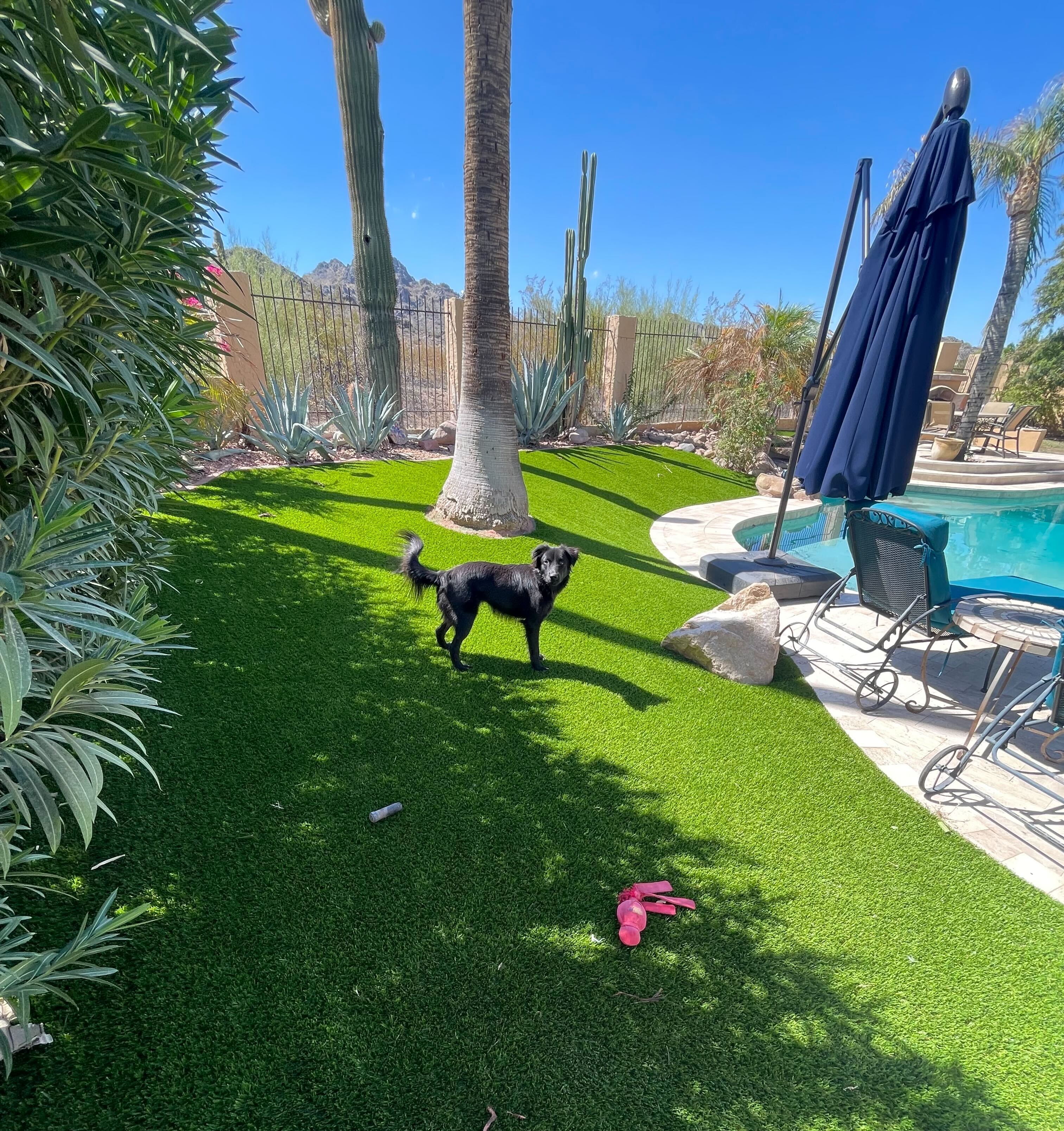 Dog on pet-safe artificial turf Phoenix AZ