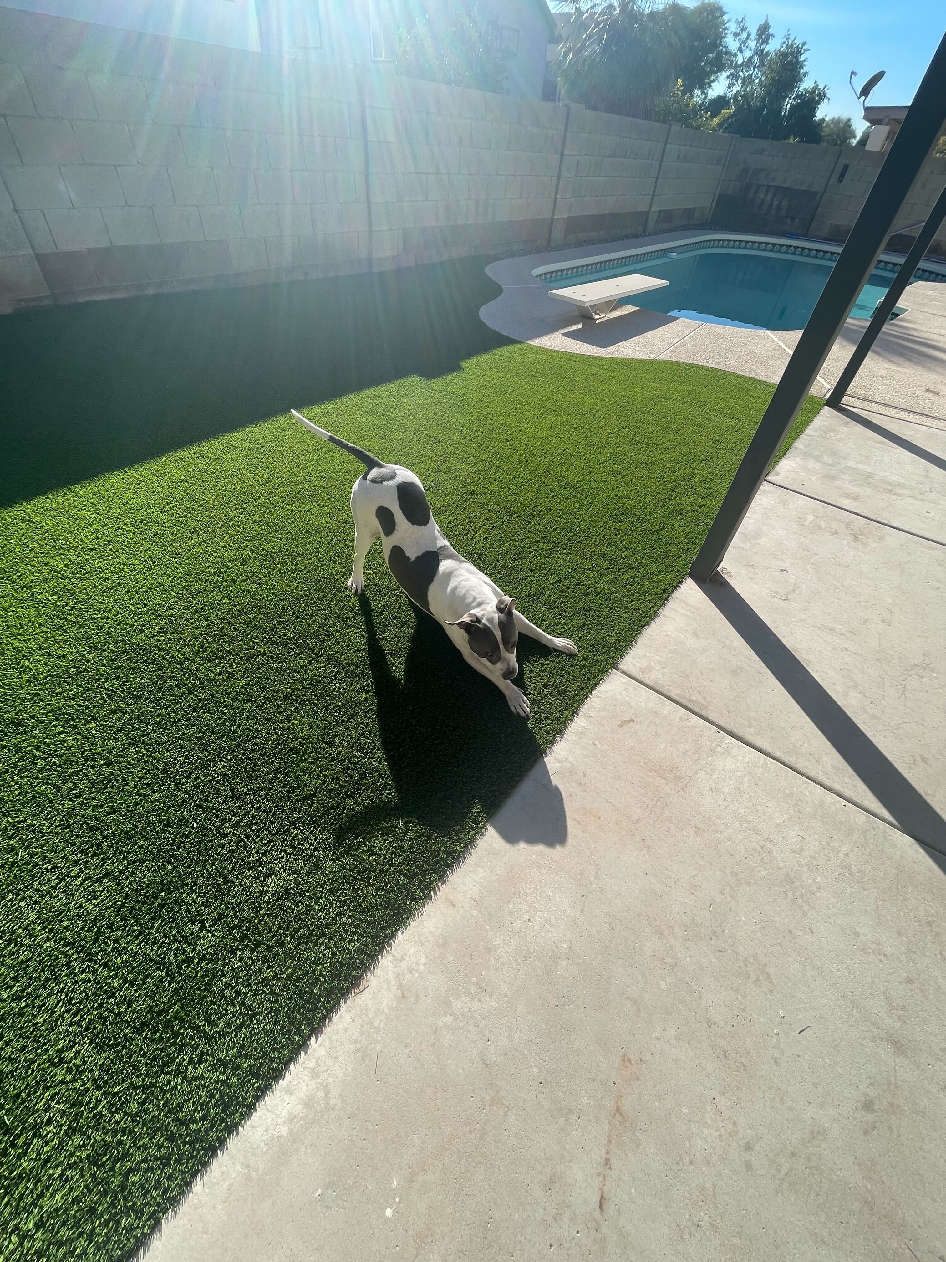 Backyard pet turf installation Mesa AZ