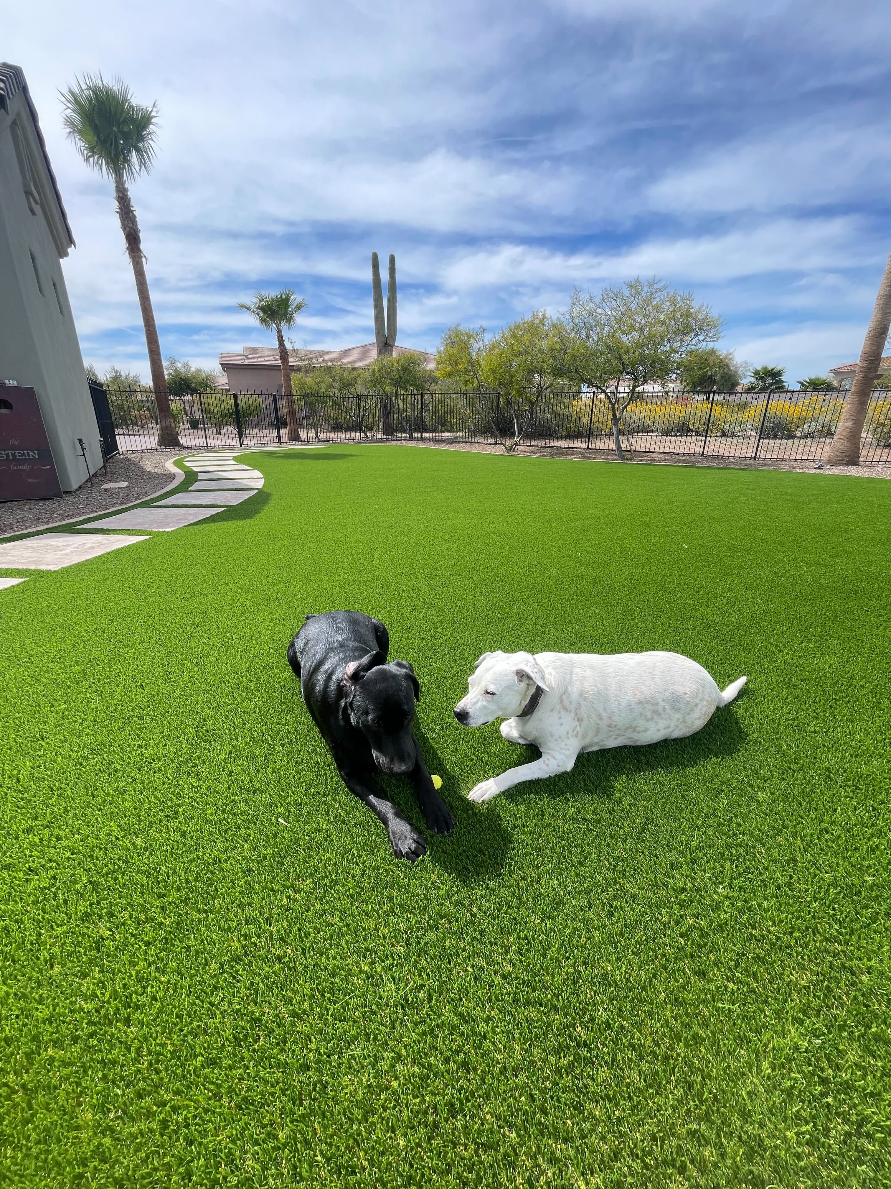 Artificial grass dog area Phoenix