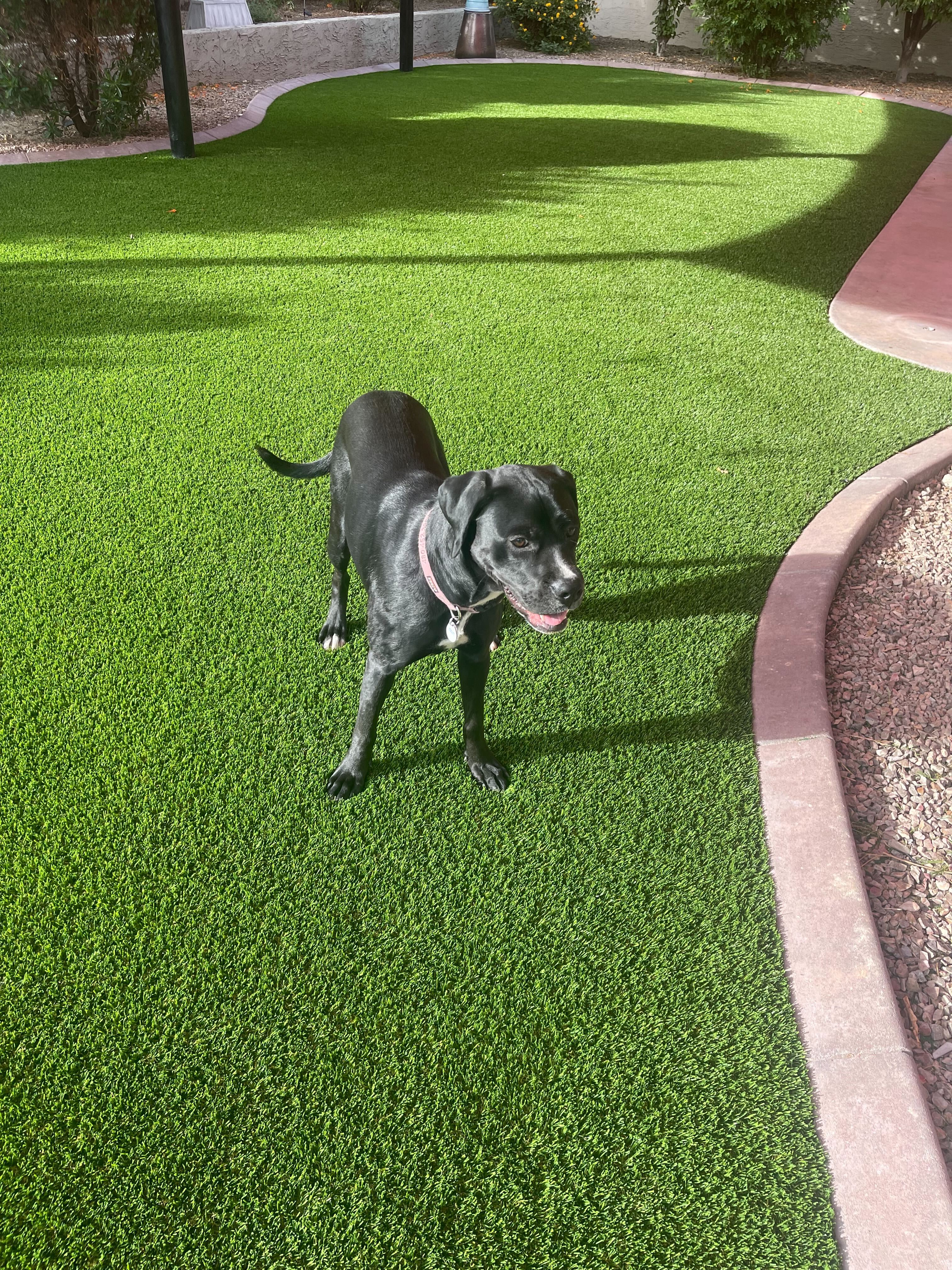 Pet turf with landscaping Arizona